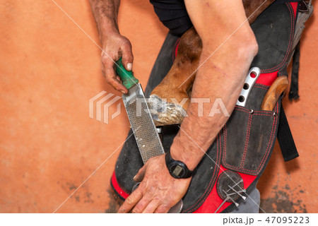 Farrier at work on horses hoof Farrier at work on horses hoof 47095223