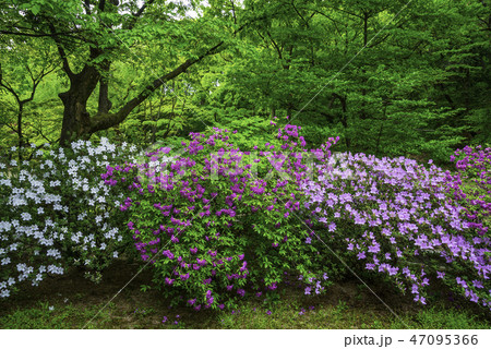 花 チョルチュクコト 木 47095366