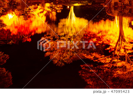 桜山公園紅葉のライトアップ(群馬県藤岡市) 桜山公園紅葉のライトアップ(群馬県藤岡市) 47095423
