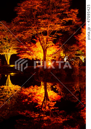 桜山公園紅葉のライトアップ（群馬県藤岡市） 47095425