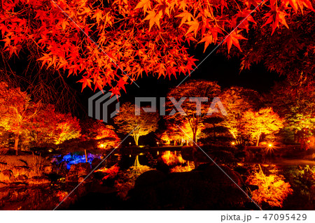 桜山公園紅葉のライトアップ（群馬県藤岡市） 47095429