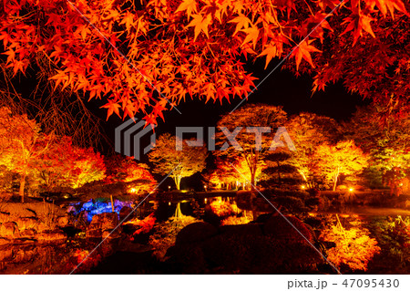 桜山公園紅葉のライトアップ 群馬県藤岡市 の写真素材