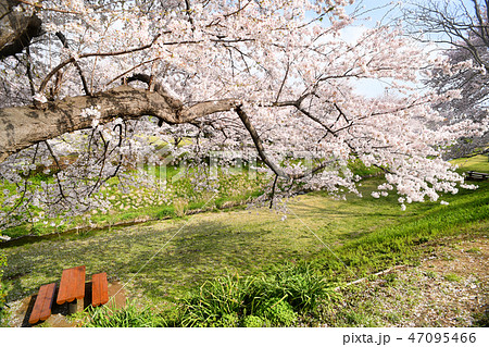 神奈川県海老名市 相模三川公園の桜の写真素材