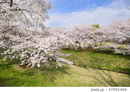 神奈川県海老名市　相模三川公園の桜 47095469
