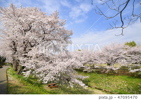 神奈川県海老名市　相模三川公園の桜 47095470