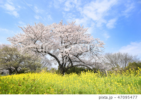 神奈川県海老名市 相模三川公園の桜の写真素材