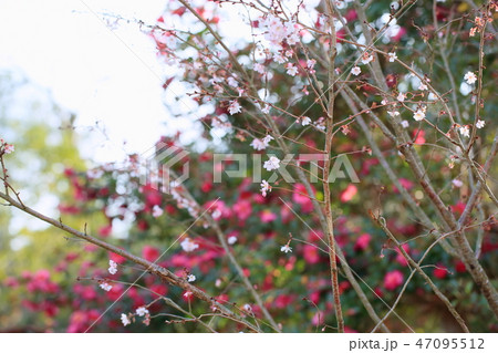 ジュウガツザクラの花 47095512