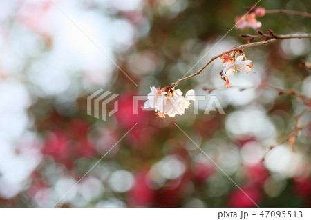 ジュウガツザクラの花 47095513