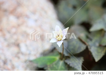 ユキワリイチゲの花 47095515