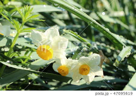 スイセン スイセン 47095619