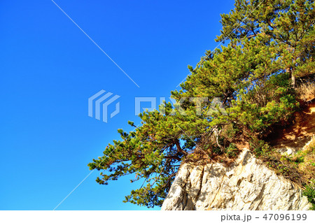 岸壁にそびえ立つ黒松 47096199