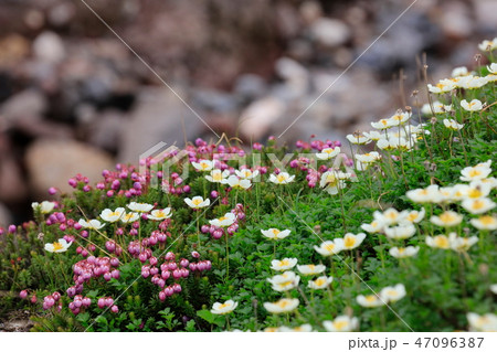 エゾノツガザクラとチングルマ_大雪山 47096387