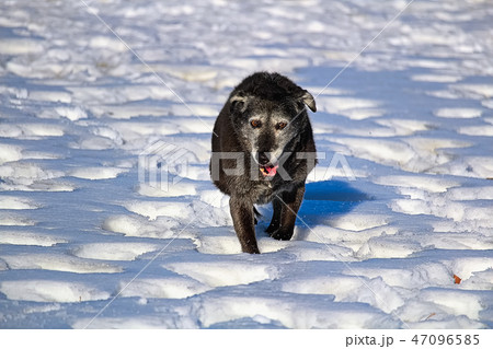 A derpy senior dog running and enjoying the snow 47096585