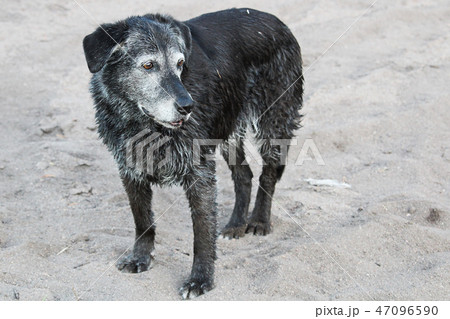 A senior dog standing wet on the sand after a swim A senior dog standing wet on the sand after a swim 47096590