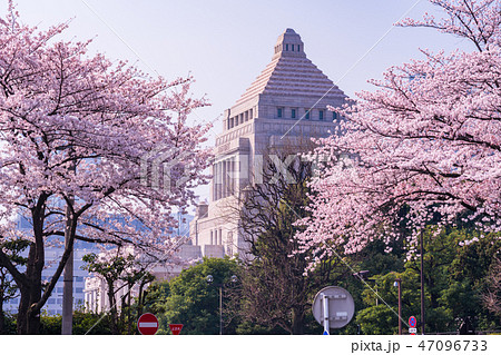 （東京都）桜並木と国会議事堂 47096733