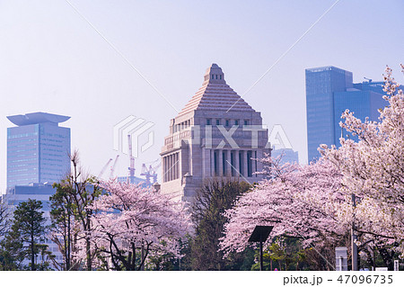 （東京都）桜並木と国会議事堂 47096735