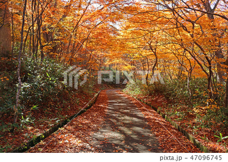紅葉のトンネル 47096745