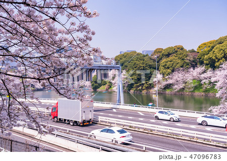 （東京都）千鳥ヶ淵緑道付近の高速道路　満開の桜並木 47096783