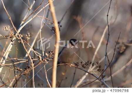 ウソ 雪入ふれあいの里公園 かすみがうら市 ウソ 雪入ふれあいの里公園 かすみがうら市 47096798