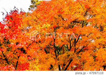 紅葉 紅葉 47097110