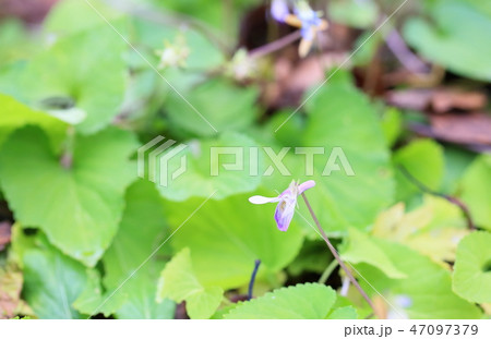 コスミレの花 47097379