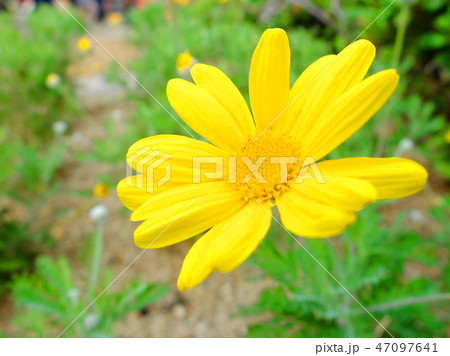 黄色のマーガレット 47097641