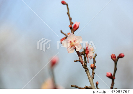 梅の花　紅冬至 47097767