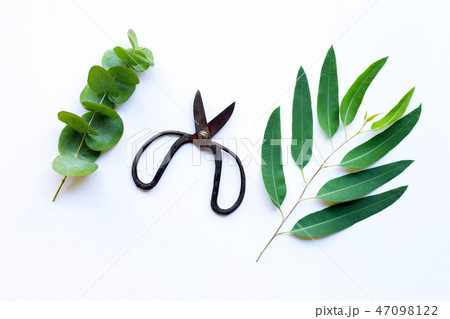 Branches of eucalyptus and vintage scissors Branches of eucalyptus and vintage scissors 47098122