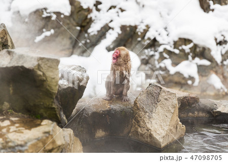 japanese macaque or snow monkey in hot spring japanese macaque or snow monkey in hot spring 47098705