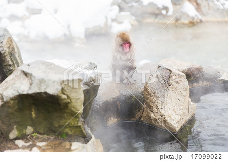 japanese macaque or snow monkey in hot spring 47099022