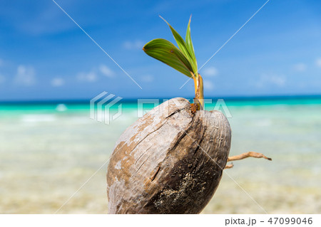 coconut on tropical beach in french polynesia 47099046