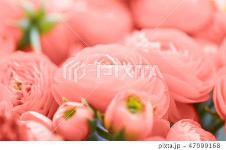beautiful ranunculus flowers in living coral color 47099168