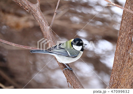 木の枝にとまるシジュウカラ 47099632