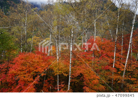 奥飛騨温泉郷神坂の紅葉 47099845