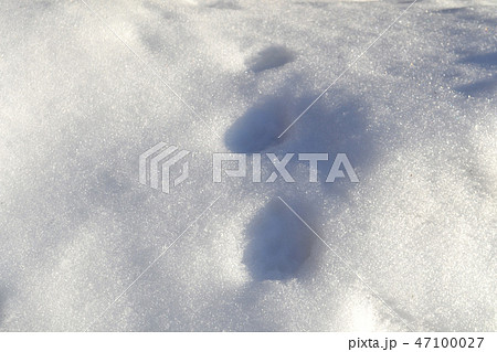 雪についた獣の足跡 47100027