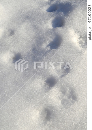 雪についた獣の足跡 47100028