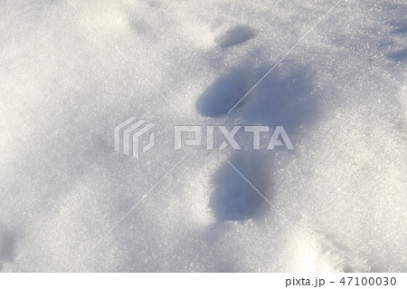 雪についた獣の足跡 47100030