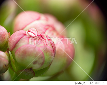 Water drop on pink flower petal macro 47100063