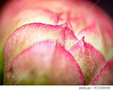 Water drop on pink flower petal macro 47100090
