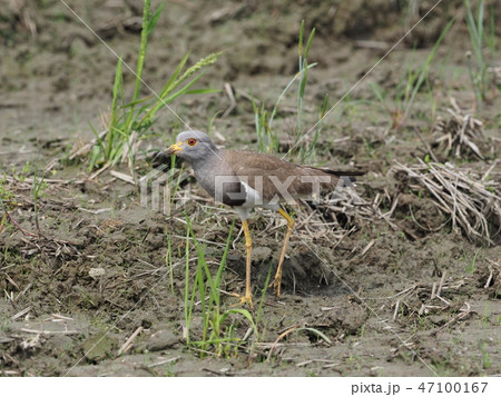 ケリ ケリ 47100167