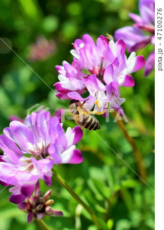 ミツバチ レンゲソウの花 高尾野町 出水市 鹿児島県 ミツバチ レンゲソウの花 高尾野町 出水市 鹿児島県 47100276