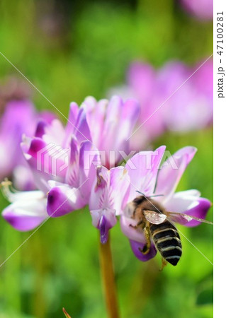 ミツバチ レンゲソウの花 高尾野町 出水市 鹿児島県 ミツバチ レンゲソウの花 高尾野町 出水市 鹿児島県 47100281