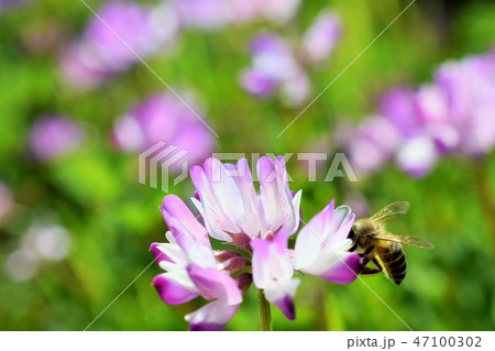 ミツバチとレンゲソウの花 高尾野町 出水市 鹿児島県 ミツバチとレンゲソウの花 高尾野町 出水市 鹿児島県 47100302