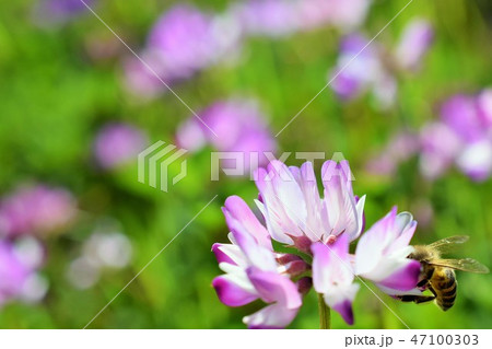 ミツバチとレンゲソウの花 高尾野町 出水市 鹿児島県 ミツバチとレンゲソウの花 高尾野町 出水市 鹿児島県 47100303
