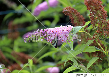 アオバセセリ 47100532