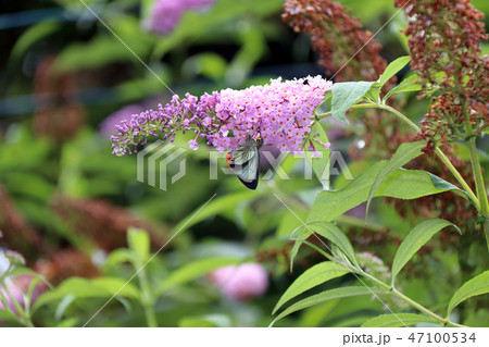 アオバセセリ 47100534