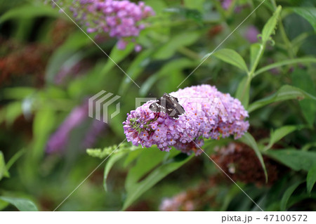 ダイミョウセセリ 47100572