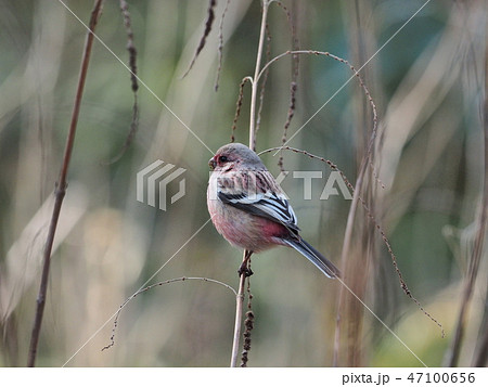 ベニマシコ 47100656