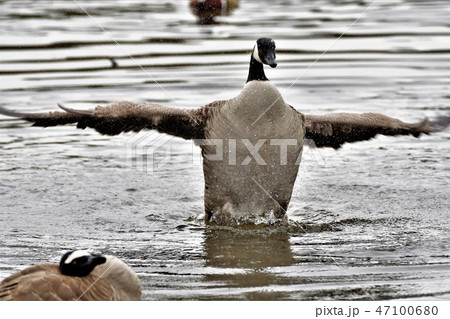 カナダ雁 カナダガン CanadaGeese ガン 雁 カナダ雁 カナダガン CanadaGeese ガン 雁 47100680