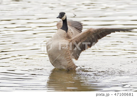 カナダ雁 カナダガン CanadaGeese ガン 雁 カナダ雁 カナダガン CanadaGeese ガン 雁 47100681